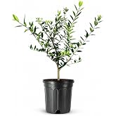 Arbequina Olive Tree - Beautiful Live Plant - 6 Inch Pot - Grow Your Own Olives Indoors - Olea Europaea