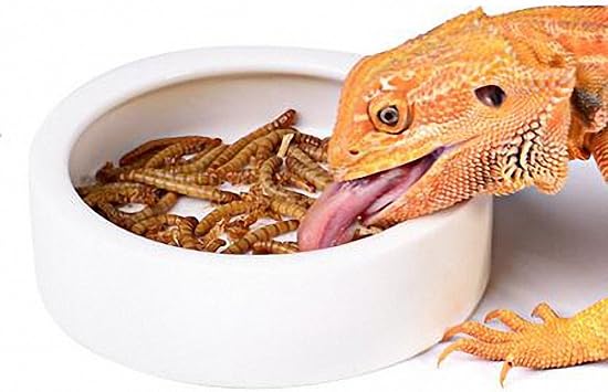 Worms In Cat Food Bowl