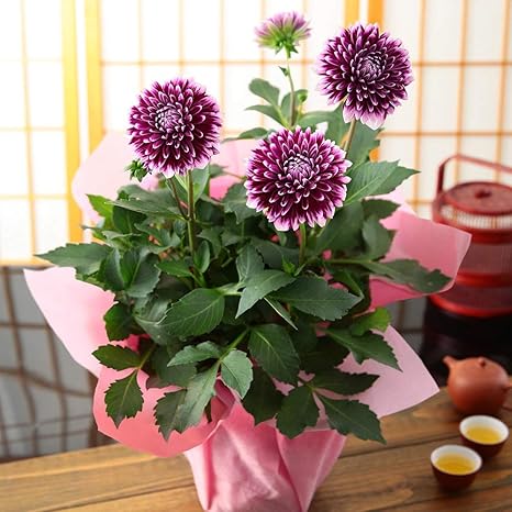 Amazon Bunbunbee 敬老の日 秋からの贈り物 花鉢 ダリア カンクン 観葉植物 オンライン通販