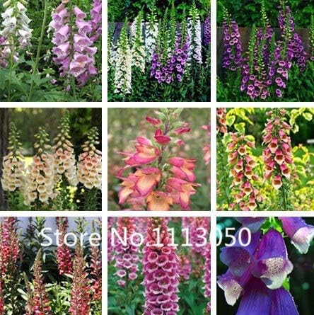マルチカラー セール 0ピース10種類盆栽ジギタリス種子100 本物の有機咲く花の種庭の植物 花 Amazon