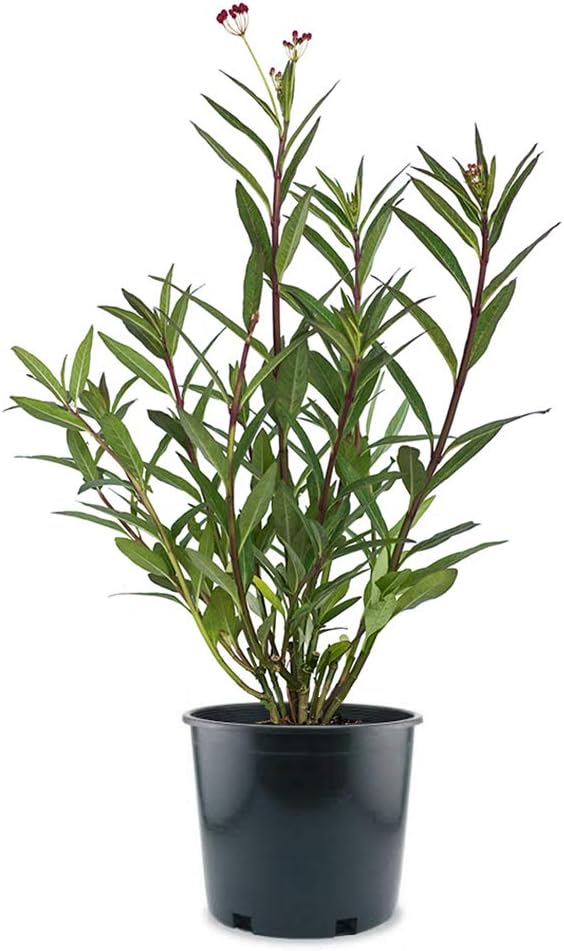 AMERICAN PLANT EXCHANGE Milkweed Butterfly Attractant Live Plant, 1 Gallon Pot, Red and Orange Flowers