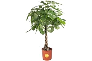 Costa Farms Money Tree Live Plant in Plastic Pot, Easy to Maintain, Large Indoor Houseplant, Perfect for Home, Room, or Office Decor, Great House Warming or Birthday Gift, 3-4 Feet