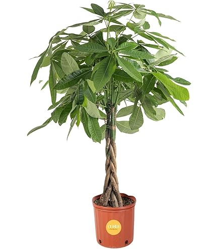 Amazon.com : Jmbamboo - Fern Leaf Plumosus Asparagus Fern - Bonsai Pot  4x4x2 - Easy to Grow - Great Houseplant : Patio, Lawn & Garden