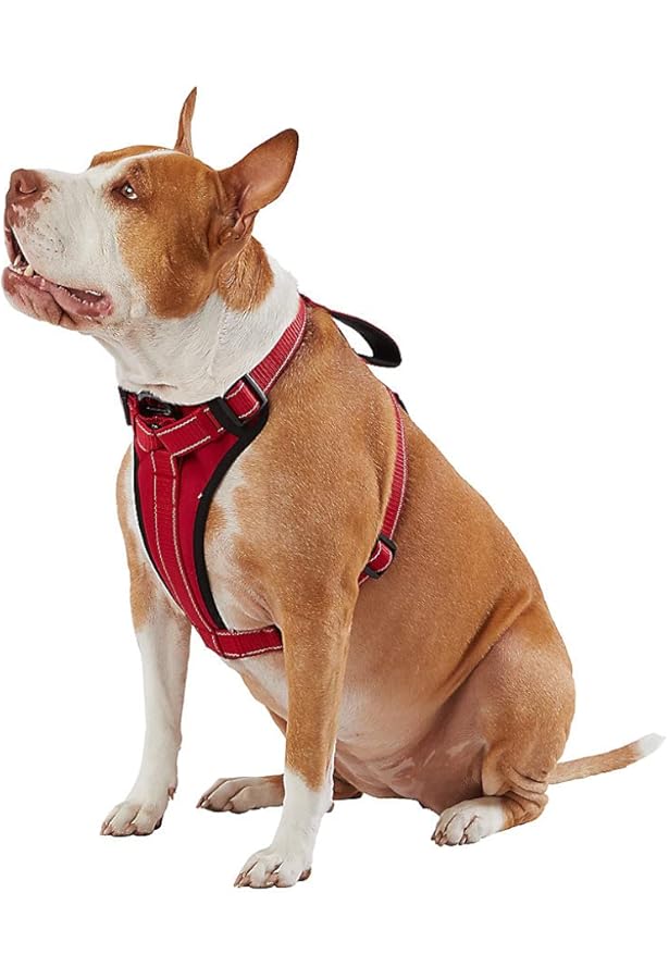 kong walking harness