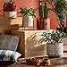 Amazon Brand – Rivet Mid-Century Modern Ceramic Stoneware Indoor Planter Flower Pot, 8