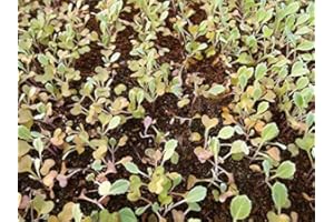 6G (~108 Seeds): 6/108 Seeds Marine Crambe Sweet Crambe Maritima Sea Kale White Lily: in Package Only Seeds