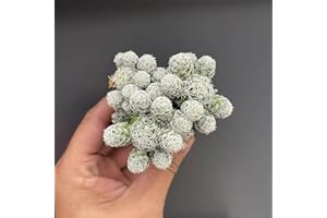 Thimble Cactus Plant for Sale | Mammillaria Gracilis Fragilis, Easy-Care Clumping Succulent with Frosty White Spines