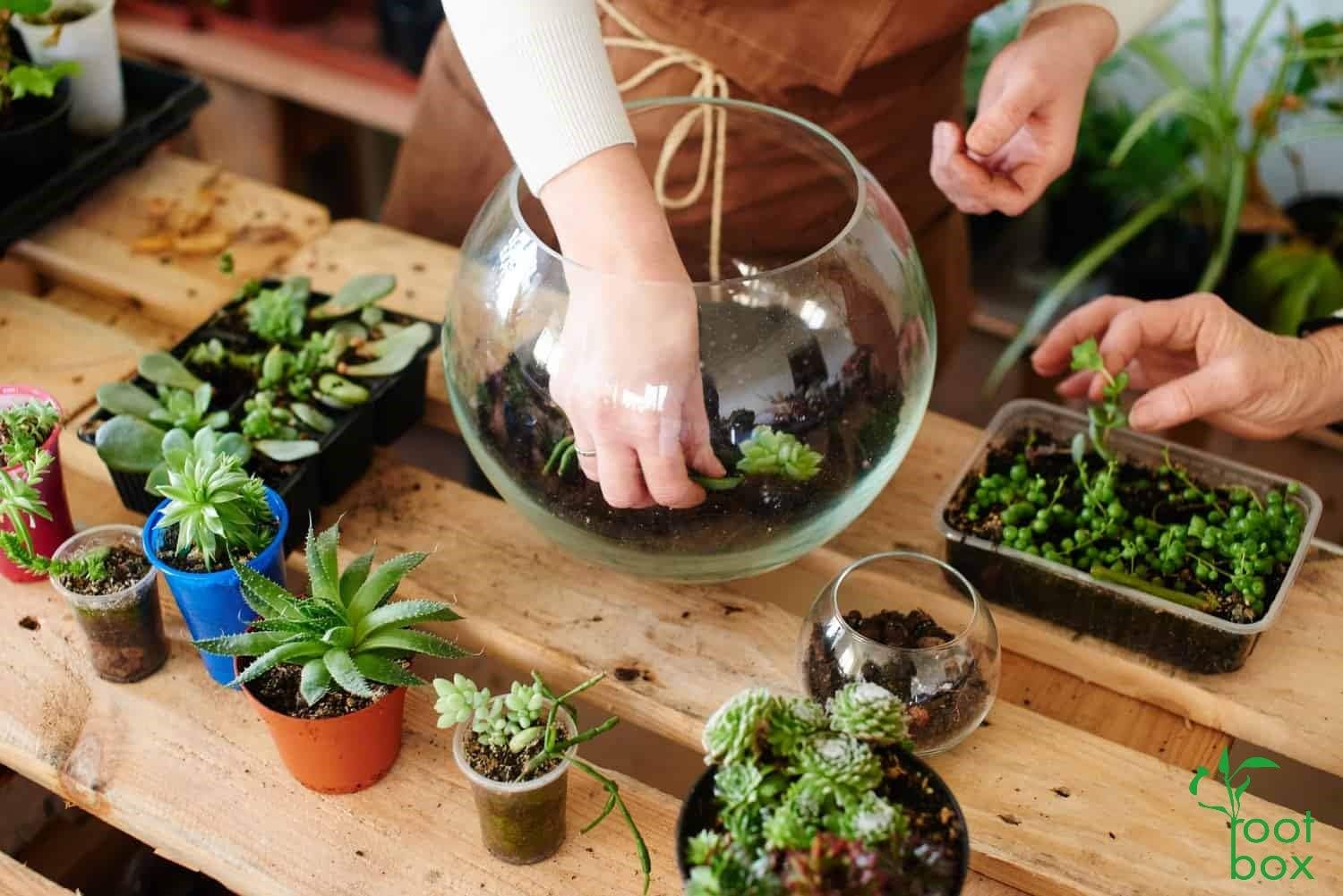 Root box XL Terrarium Plant Kit in scented giftbox, Clear, 12 x 15 x 8.5cm - Image 5