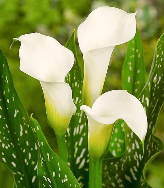 Calla Lily Bụlbs White Calla Lily Bụlbs Flọwers Freshly