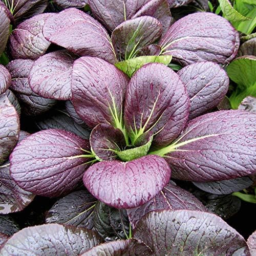 Suttons Seeds Pak Choi F1 Rubi