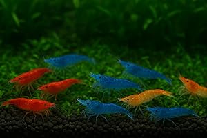 GENERIC Seam Oasis 15+ Red – Blue - Orange Color Neocaridina Rainbow Live Freshwater Aquarium Shrimps for Aquarium. Young Adults Beeding Age. Live Arrival Guarantee