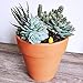 Winlyn 6 Pcs Large Terracotta Pot Clay Pots 5'' Clay Ceramic Pottery Planter Cactus Flower Pots Succulent Pot Drainage Hole- Great for Plants,Crafts,Wedding Favor