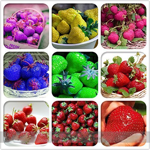 Image result for توت فرنگی