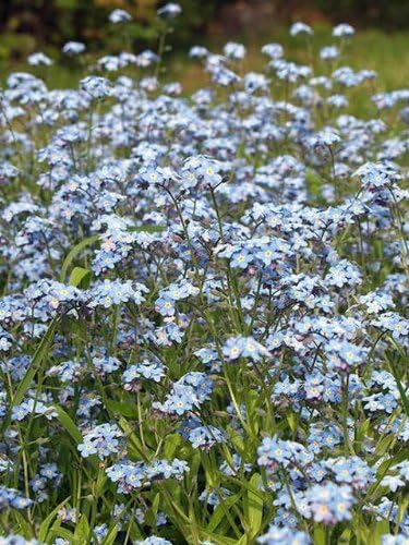 Forget-me-not, Field (Myosotis arvensis) Seeds - 1000 g