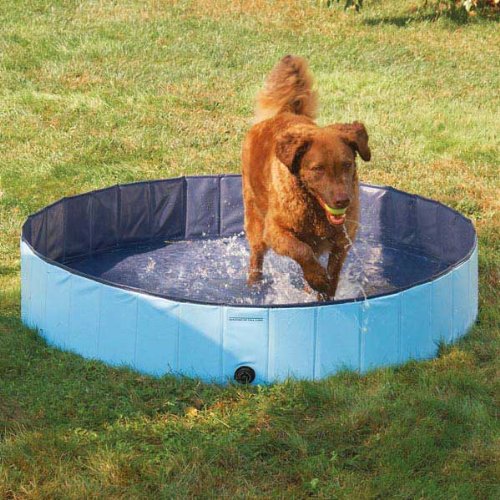 Fun and Cooling The Best Dog Pool Reviews for 2017