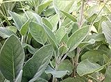 Sage Seed, Broad Leaf, Heirloom, Organic, Non Gmo, 20+ Seeds, Sage Herb, Spice