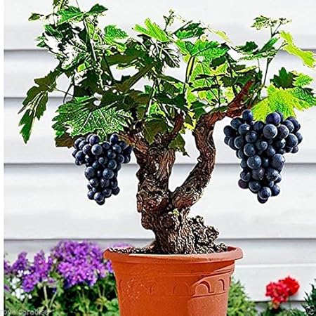 Creative Farmer Bonsai Suitable Fruit Seeds Grape Seeds For Planting Juicy Kitchen Garden Bonsai Suitable Fruit Seeds Pack
