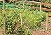 Harvest Plenty Garden Netting to Cover & Wrap Fruit Trees Plants Bushes - Stop Birds Deer - 33 X 6 Feet - 3 Pack