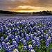 Outsidepride Texas Bluebonnet Wildflowers Seed - 1 LB