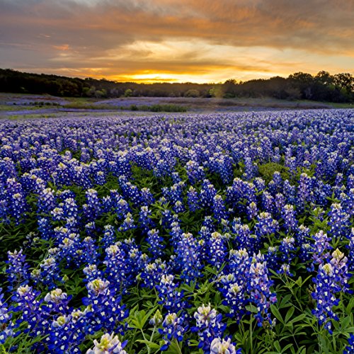 Outsidepride Texas Bluebonnet Wildflowers Seed - 1 LB Outsidepride Texas Bluebonnet Wildflowers Seed - 1 LB