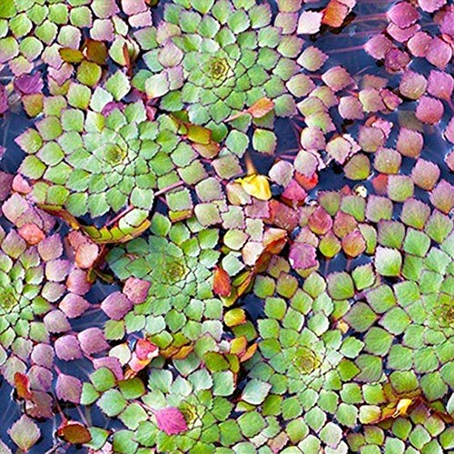 Mggsndi 20Pcs Aquarium Aquatic Plant Ludwigia Sedioides Seeds Garden Fish Tank Decor - Heirloom Non GMO - Seeds for Planting an Indoor and Outdoor Garden Ludwigia Sedioides Seeds