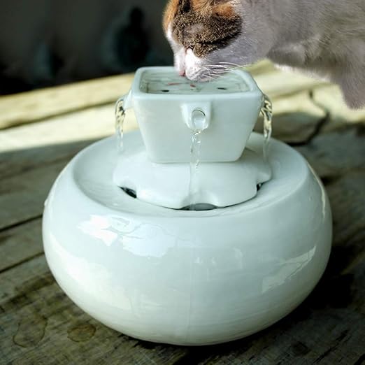 cat water feature