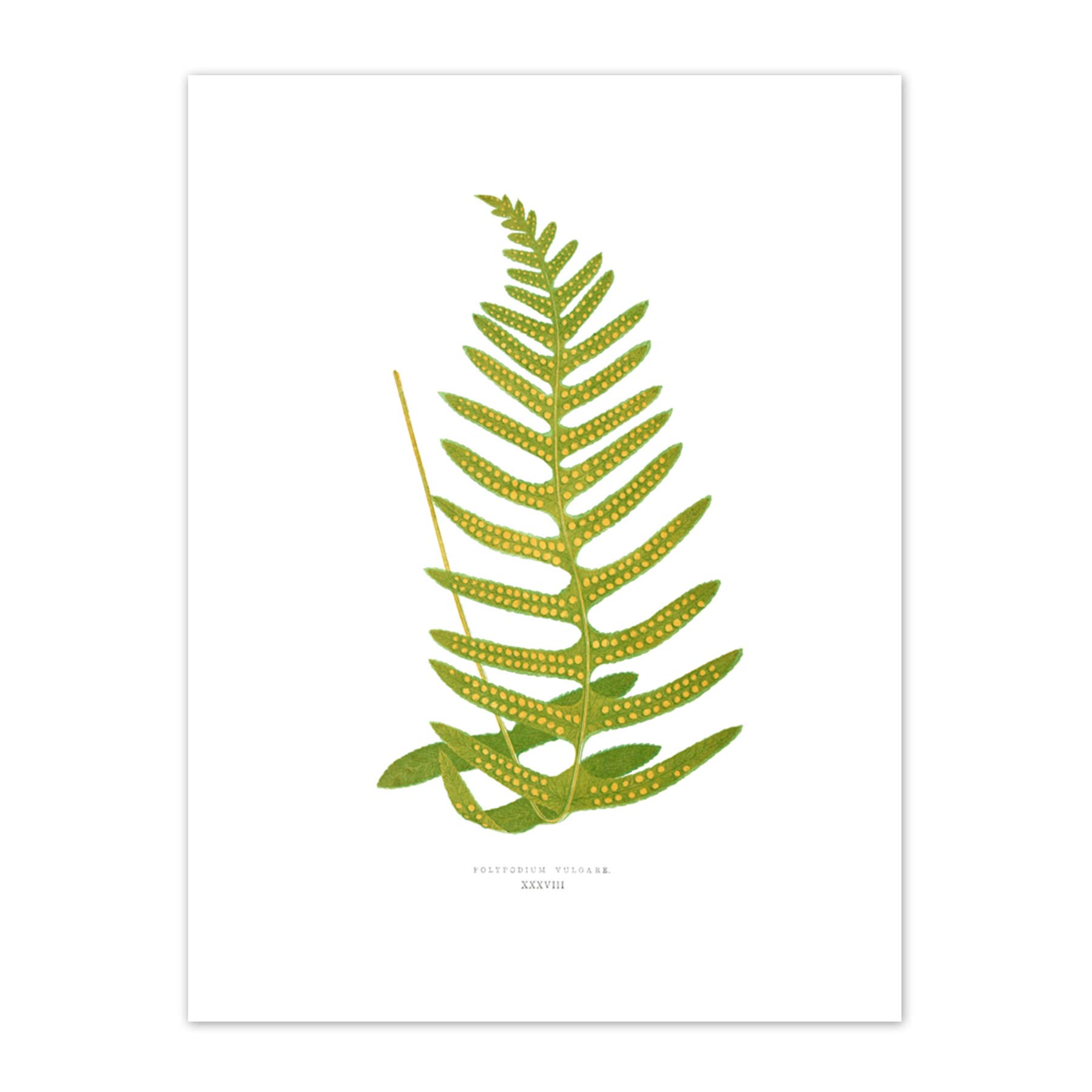 Fern Polypodium Vulgare Art Print Canvas Premium Wall Decor Poster