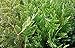 Sandys Nursery Online Thuja Green Giant Arborvitae Live Plants Lot of 30 Trees - Ships in 3 inch deep pots 10-14 inches Tall with Soil + (1) August Beauty Gardenia Starter Plant