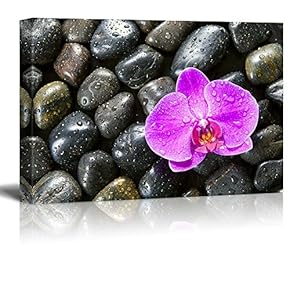 Pink Orchid Flower Surrounded by Rocks with Rain Drops