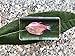 QTMY Biology Science World Collection of Real Insect Specimen Paperweight (Fish) (Colourful Light Fish)