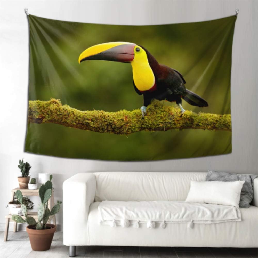 N A Hanging Display Wall Chesnut Mandibled Toucan Bathroom Wall Decor Wall Hang Decorations 90x60 Inches 229x152cm Wall Hanging Art Home For Living Room Bedroom Amazon Co Uk Kitchen Home