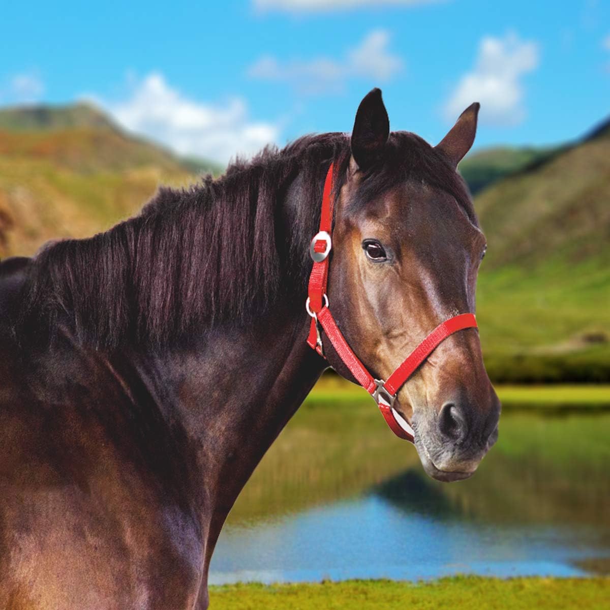 Queen.Y Horse Halter Durable Thickened Adjustable Horse Head Collar Horse Riding Racing Equipment: Sports & Outdoors