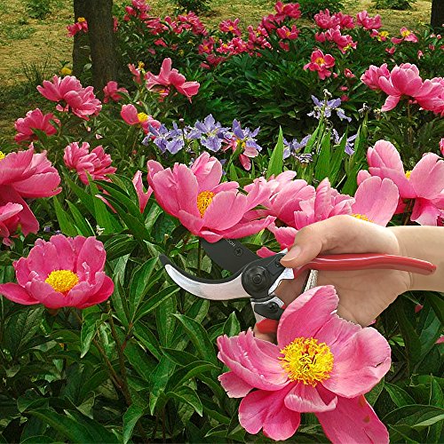 wsiiroon Pruning Shears Sharp Bypass Garden Pruning Tools, High Carbon Steel Blade, Ergonomic Angled Design, Durable, Comfortable, Best Hand Pruner for The Garden