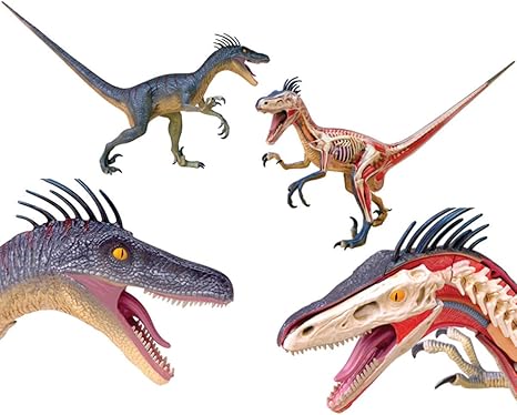dinosaur anatomy toy