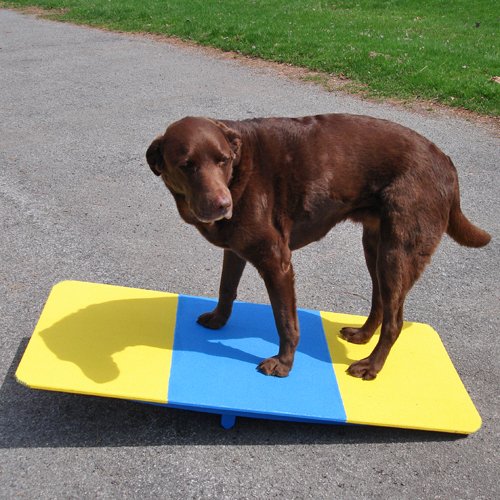 Affordable Agility Rocker Board