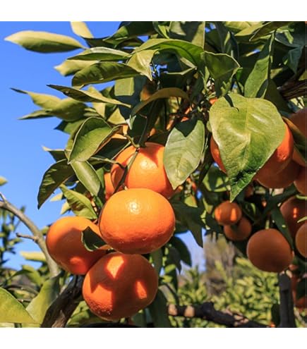 satsuma Amazon.com : Satsuma Mandarin Fruit Tree Plant, 2 to 3 Ft