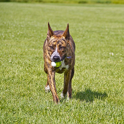 Hyper Pet Squawker Jack Dog Toy, Medium, Green/White