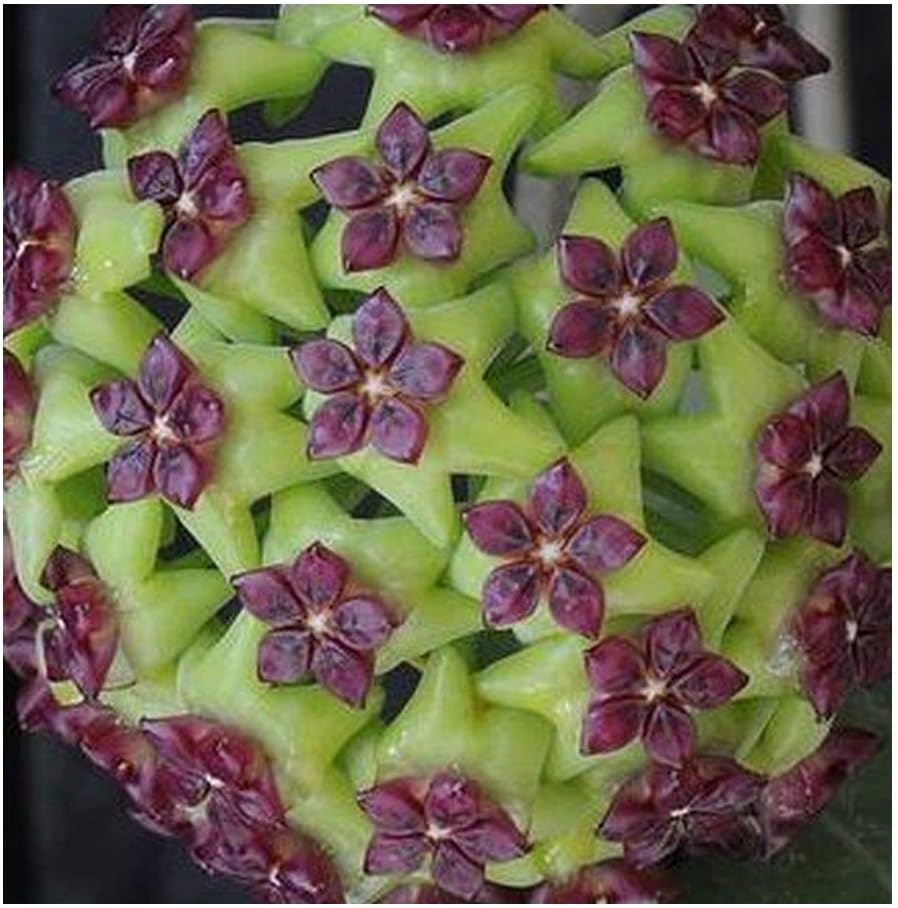 Hoya carnosa greenviolet Hindu rope Wax plant 10 seeds Amazon