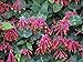 Major Wheeler Honeysuckle Seeds 50 Seeds Upc 646263361672