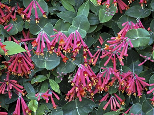 Major Wheeler Honeysuckle Seeds 50 Seeds Upc 646263361672