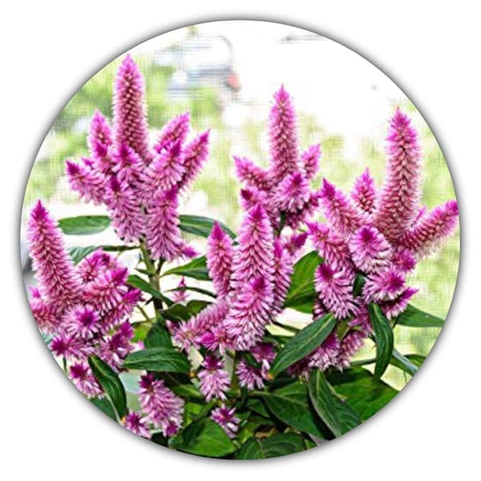 Flamingo Hahnenkamm/Silber-Brandschopf/Federbusch/Celosia argentea / 100 Samen/herrliche Farbe/seltene Arten