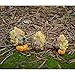Top Collection Miniature Fairy Garden and Terrarium Turkey with Pumpkin Figurine