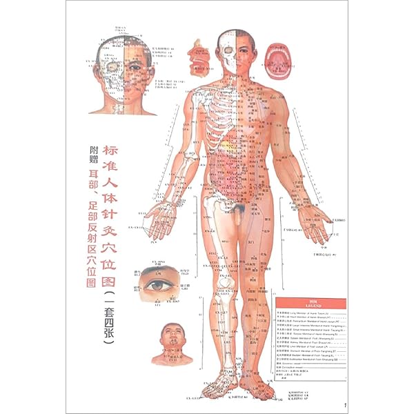 Amazon.com: 标准针灸穴位大挂图(大字版): 9787506785426: 郭长青: Books