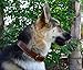 Soft Touch Collars Padded Leather Dog Collar, Large Brown, Real Genuine Leather, 24