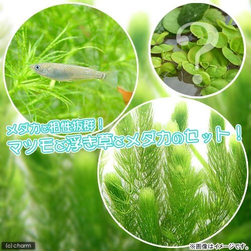 激安通販の新品送無 黒メダカ 6匹 マツモ 無農薬 5本 おまかせ浮き草3種 正規品送料無料 100 品質保証 スポーツ アウトドア ペット用品 激安超特価 新作製品 世界最高品質人気 B00uf4busw 生体 水草 黒メダカ初心者セット ジュエリー めだか Charm