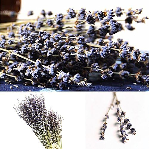 Lavender Bundles Flower ,Real Natural Dry Dried Lavender Bunch ,Dried Flower Plant Wedding Flower Decoration - Wedding Decoration, House Decoration,Party Decoration, Unique Present (350 -390 stems)