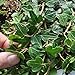 Hedera helix, Duck Foot, English Ivy