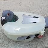 Pigeon Holder Feeding Fixer Parakeet Supplies for Racing Birds view 8