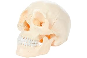 Axis Scientific 22 Part Human Skull Model, Life Size Osteopathic Replica, Perfect for Anatomy Study, Display and Teaching, Includes Detailed Product Manual