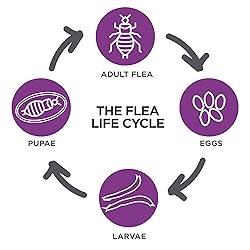 TevraPet Actispot II Flea Treatment for Small and